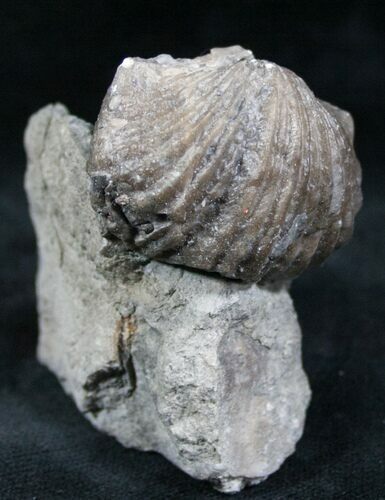 Platystrophia Brachiopod Fossil From Kentucky #6622